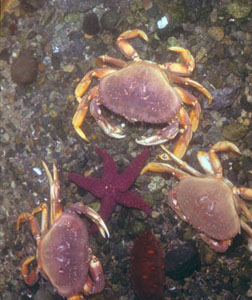 crab